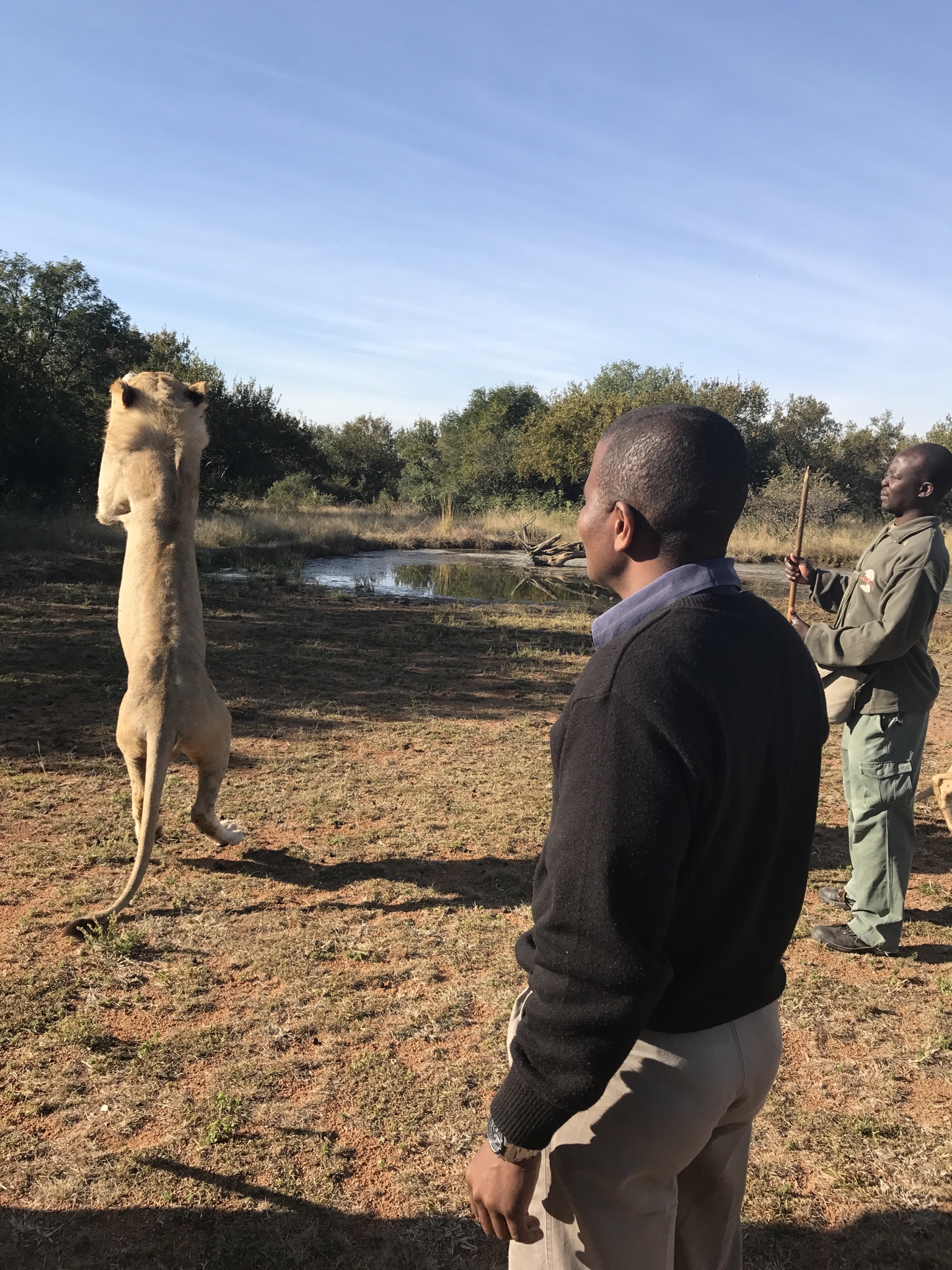 UKUTULA GAME LODGE WALK WITH LION